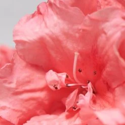 BABOR SKINOVAGE Purifying Cream Rich 50 Ml -Schönheit Verkauf 12102310 3