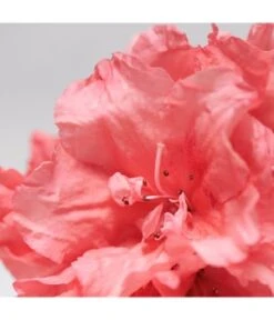 BABOR Skinovage Vitalizing Cream Gesichtscreme 9 BABOR Skinovage Vitalizing Cream Gesichtscreme -Schönheit Verkauf babor skinovage vitalizing cream gesichtscreme 50 ml 4015165359401 visual